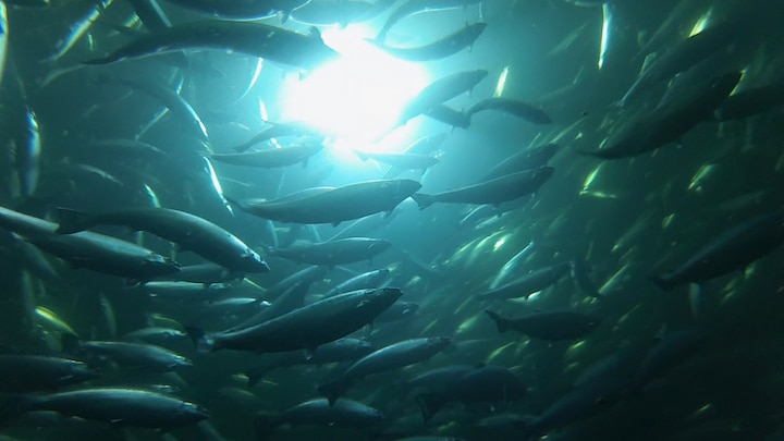 Australis Seafoods（チリ）が持つ海面養殖場の 海中LED照明メインプロバイダーに指定