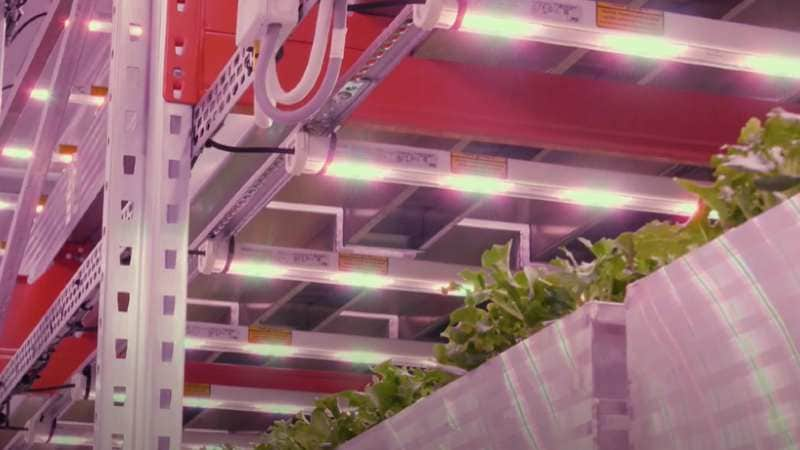 Vertical farming with Philips LED lighting at Ljusgårda in Sweden