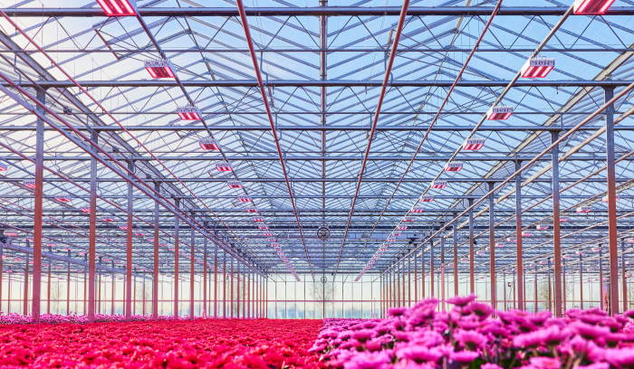Signify horticulture lighting cheap