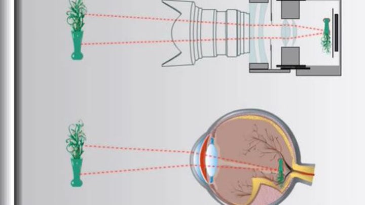 Process of the eye