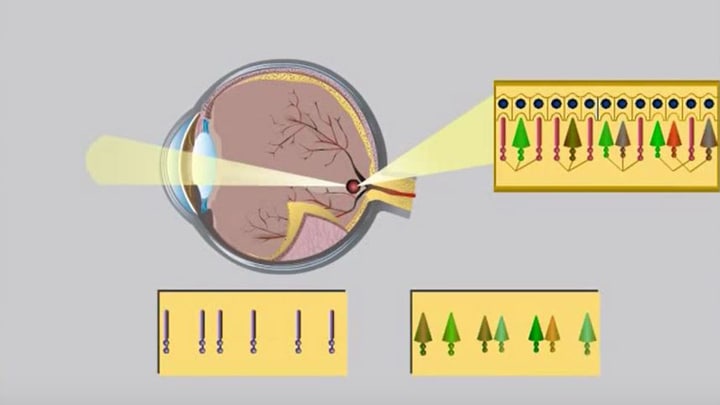 Visual process of the eye