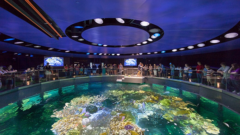 Aquarium's Great Ocean Tank, New England, Boston MA, Available Light © Kwesi Budu-Arthur