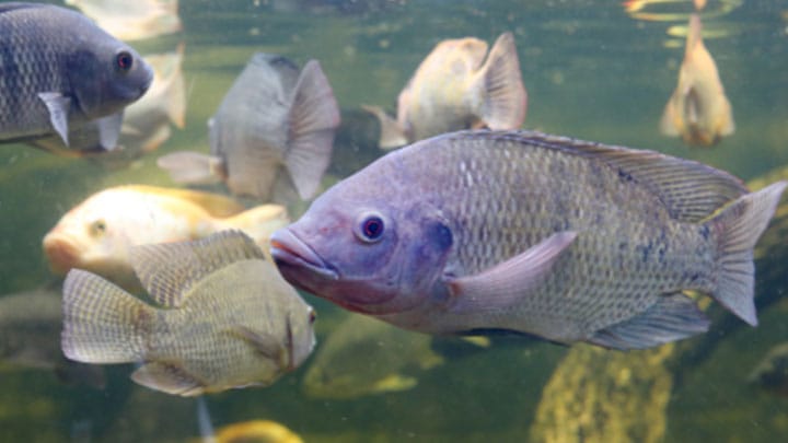 Solar lighting can enhance the growth of fish