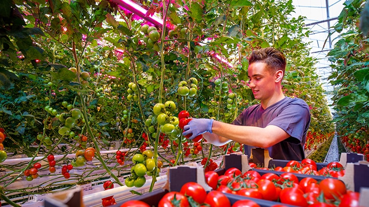 Innovative Greenhouse