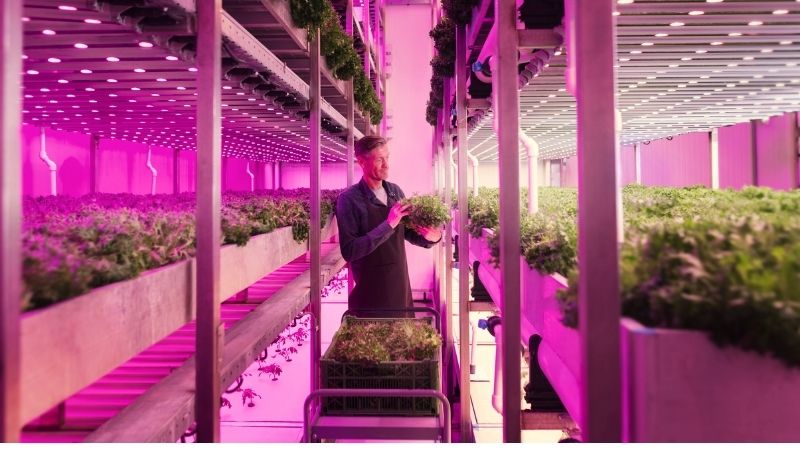 Growing food with light recipes from Signify