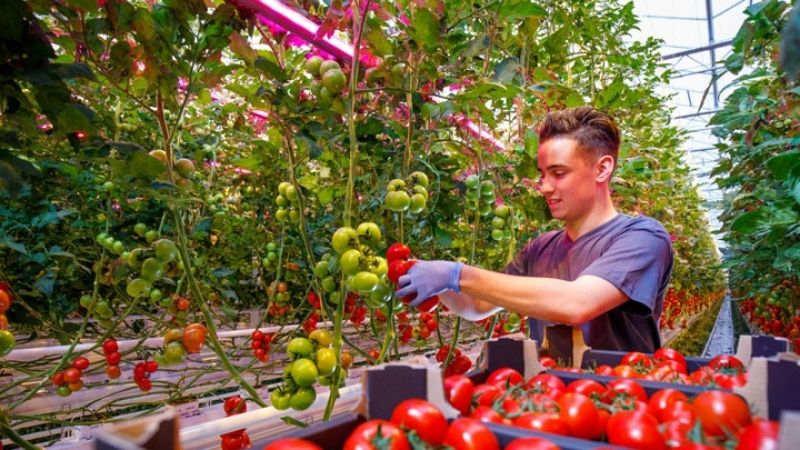 Growing tomatos with light recipes from Signify