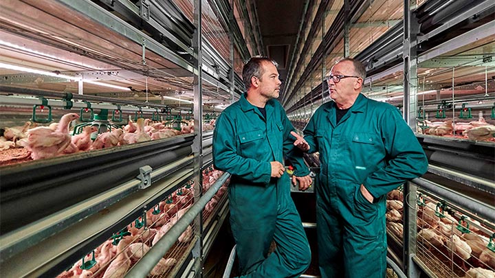 Farmers having a conversation by poultry lighting