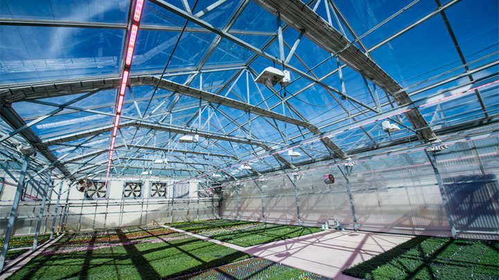700,000 square feet of greenhouses