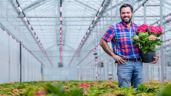 Van Belle Nursery in British Columbia uses the right light to improve growth of potted hydrangea