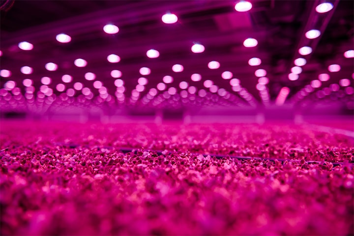 Local Grown under Philips Led grow lights
