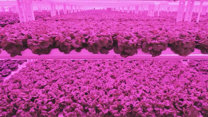 Kalera founder talks the science of vertical farming 