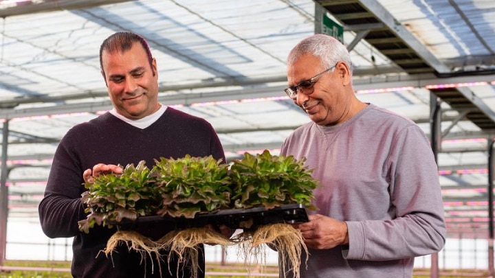 Grower reduces production time with Philips LEDs