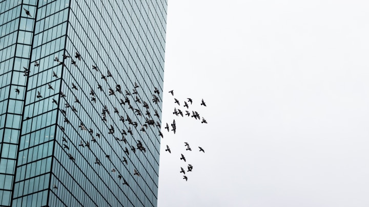 Building with flying birds