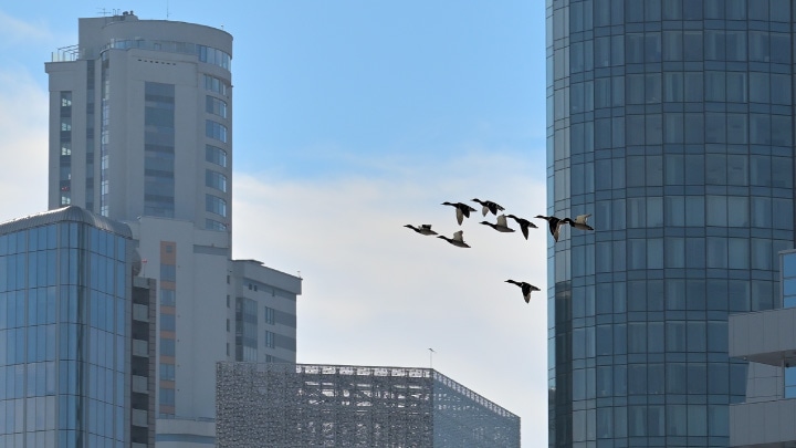 Buildings with migrating birds