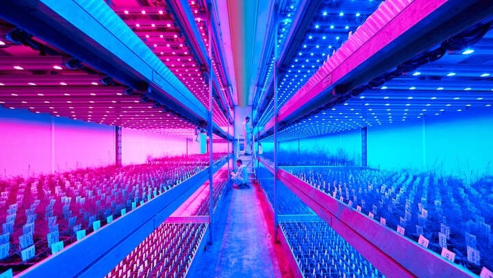 Iluminación que mejora la producción agrícola