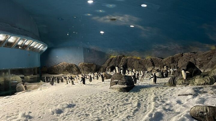 Los pingüinos de FAUNIA disfrutan de una renovada iluminación