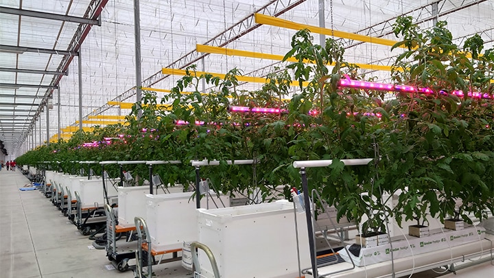 みちのく白河農園へ植物育成用LED照明を導入最適な光を照射し、効率良く安定した周年栽培を狙う