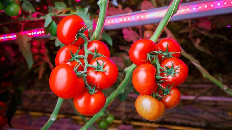Horticulture