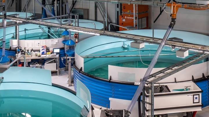 Svaberget Smolt får optimale vekstvilkår