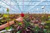 Floriculture