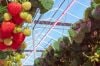 Fruits and vegetables