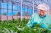 Medicinal cannabis