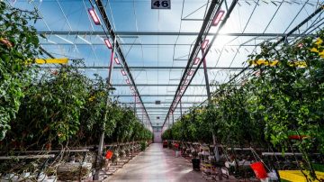 Tomato greenhouse at Truly Green Farms facing lighting and climate challenges during winter production.