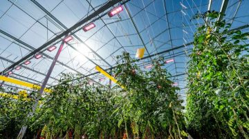 truly green farms solution